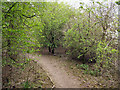 Path Through Alkrington Woods