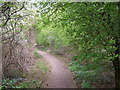 Path through Alkrington Woods