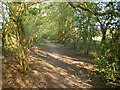 Footpath on the south side of Codsall