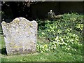 Primroses, St Andrew