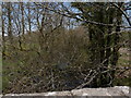 The view upstream from Putford Bridge