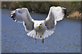 Lesser Black-backed Gull - Cosmeston Lakes