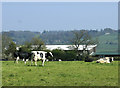 2010 : Herd of cows near Rookery Farm