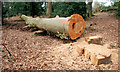 Felled tree, Hillsborough forest