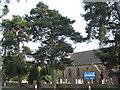 St John the Baptist, Scots pines and cones