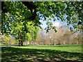 Spring Foliage, Hyde Park, London W1