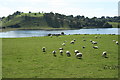 N5571 : Lough Bane, County Meath by Sarah777