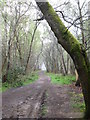 Path through the trees