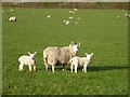 Sheep and lambs