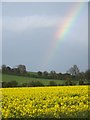 Oilseed rape, Bishopstone