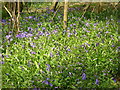 Bluebells at Pephurst Wood