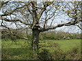 Nest box near Furnacepond Cottages