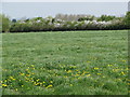 Field near Channel View Farm