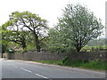 Trees by the A38