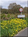 Dandelions by the road, Whitsbury