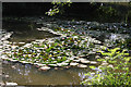 Tortworth lily pond