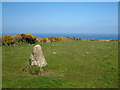 SW4840 : Standing stone near Trevalgan by Rod Allday
