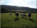 Cwmdu: spring pasture, with Jacob Sheep and lambs