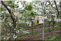 Beehive in a cherry orchard