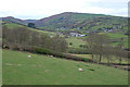 Field above Cwm-ystordy farm