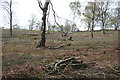 Tree felling at Bickerton Hill