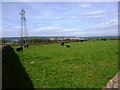 Field of cows, Hainworth Shaw