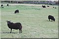 Hebridean sheep