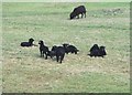 Hebridean lambs