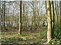 High Park Wood looking towards Moorgreen reservoir