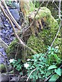 Mossy tree stump