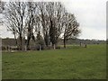 Trees near Stubs Copse