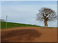 East Devon : Ploughed Field & Tree