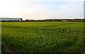 Arable field by the Unipart office block