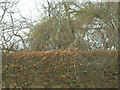 Beech hedge and woodland near Keilhill