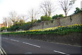 Daffodils, Willingdon Rd