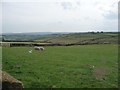 SE0241 : Sheep field by Christine Johnstone