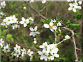 Cherry plum (Prunus cerasifera)