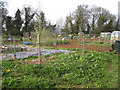 Edgehill allotments