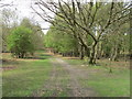 Bridleway on Northchurch Common