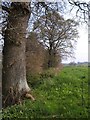 Trees near Oakenford Farm