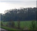 Woodland by the Uckfield bypass