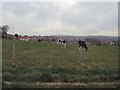 Cows near the racecourse