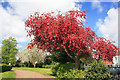 Red blossomed tree