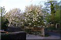 Magnolias in Garsington