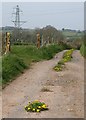 Dandelions on the track