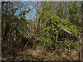 Ruined greenhouses, Botley Park