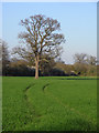 Farmland, Grazeley