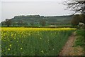 Oilseed & Sharpenhoe Clappers