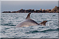 NR2940 : Bottlenose dolphins below Beinn Mhor by Douglas Wilcox
