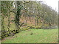 Old woodland near the Capel Garmon to Llanrwst road